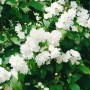 Detailaufnahme des Philadelphus Schneesturm Duftjasmin mit üppigen, weißen Blüten und grünen Blättern.