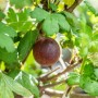 Reife, rote Stachelbeere 'Captivator' am Strauch mit grünen Blättern. Ideal zum Frischverzehr.