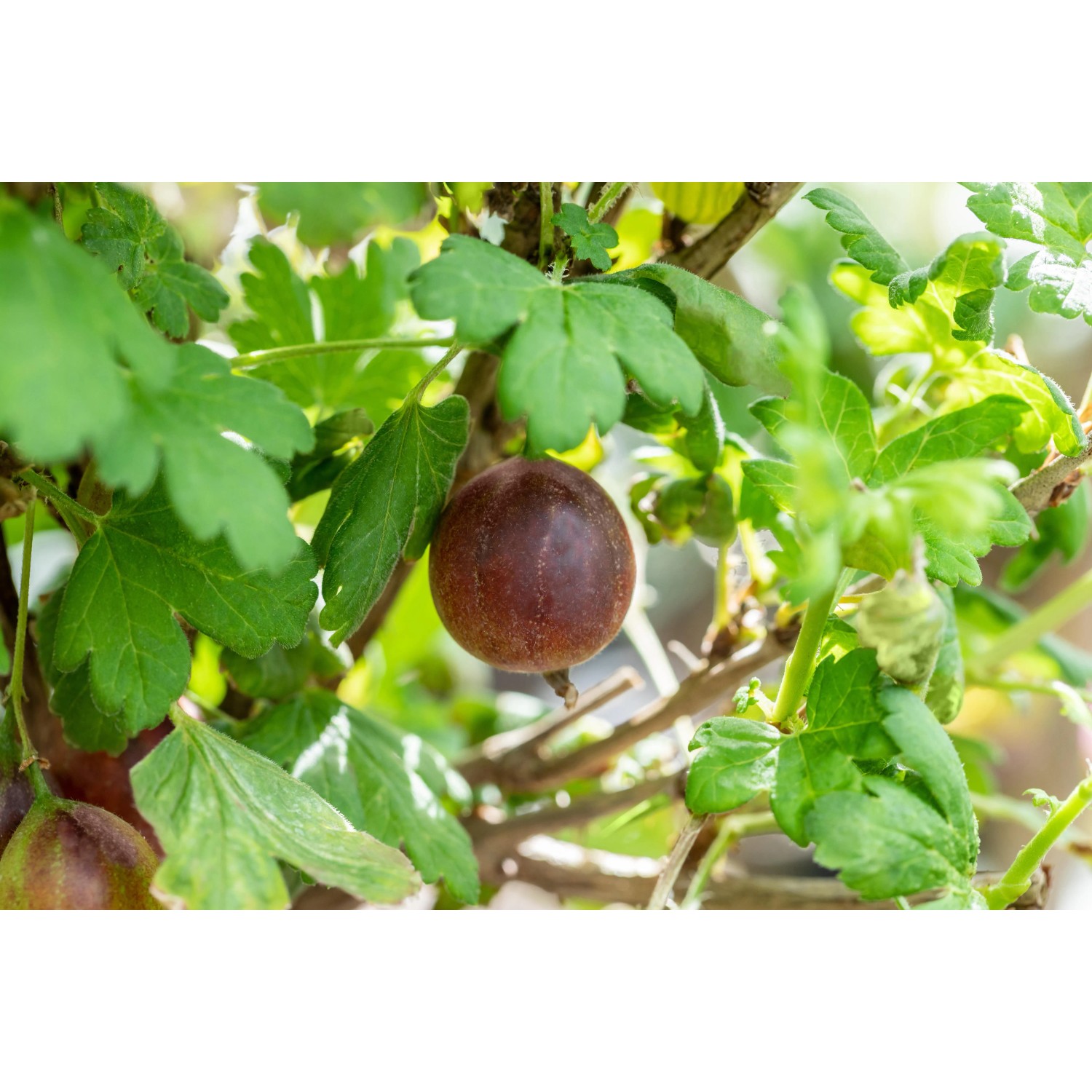Reife, rote Stachelbeere 'Captivator' am Strauch mit grünen Blättern. Ideal zum Frischverzehr.