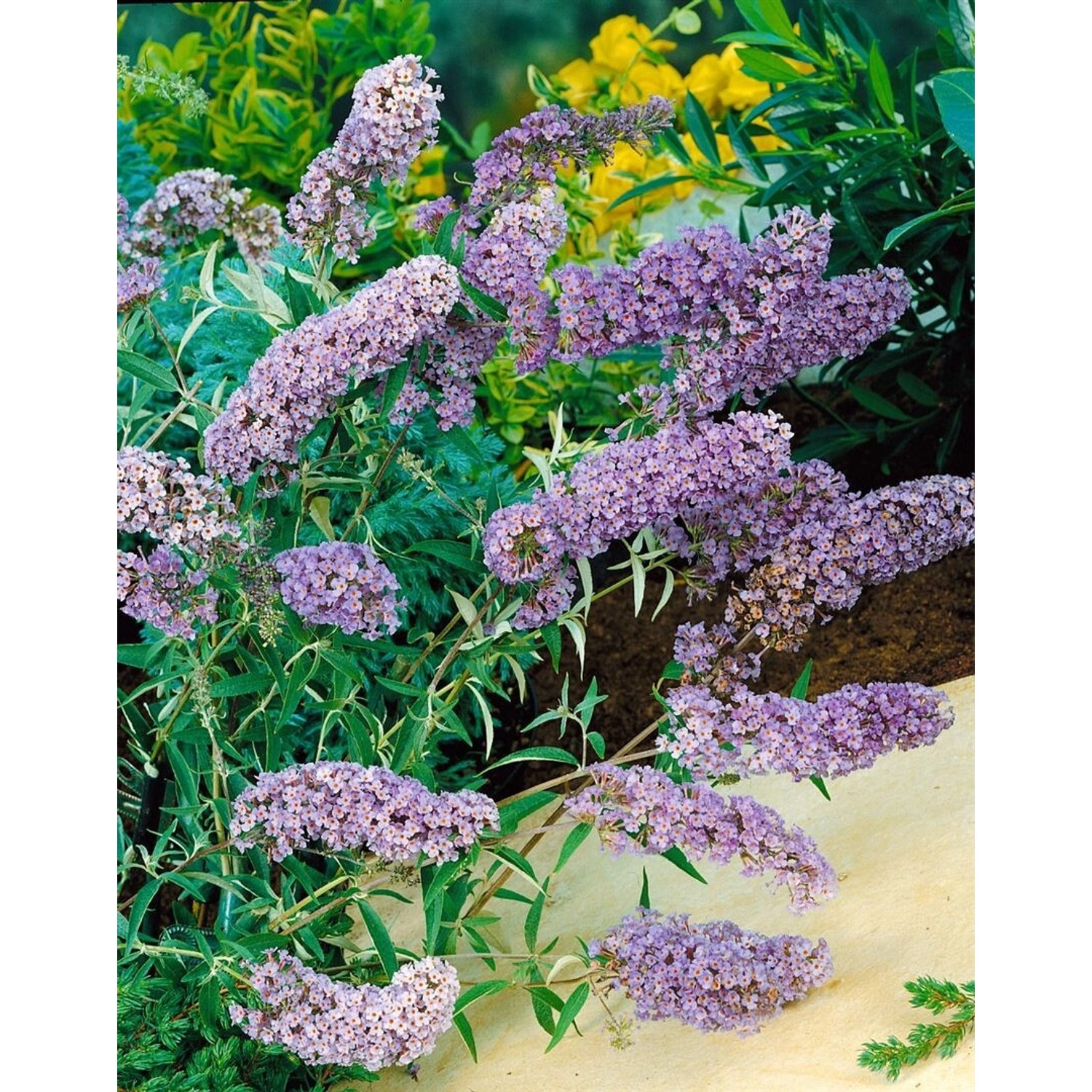 Buddleja Davidii Schmetterlingsstrauch Sophie 40-60 cm günstig online kaufen