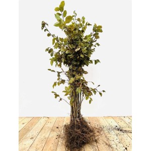 Hainbuche (Carpinus betulus), 50-80 cm, ideal als Heckenpflanze mit grünen Blättern und freigelegten Wurzeln.