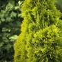 Goldene Thuja 'Golden Smaragd' Heckenpflanze, 30-40 cm hoch, für dichte, immergrüne Hecken.