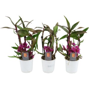 Drei Bambus-Orchideen (Dendrobium) im Topf, violette Blüten, ca. 9 cm Topf-Durchmesser.