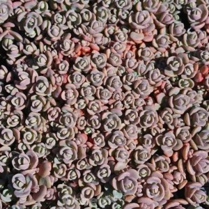 Nahaufnahme des Rosenteppich Fetthenne Sachalin (Sedum cyaneum), eine graublaue Staude.