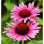 Sonnenhut 'Vintage Wine' (Echinacea purpurea) mit pinkfarbenen Blüten und einer Biene.