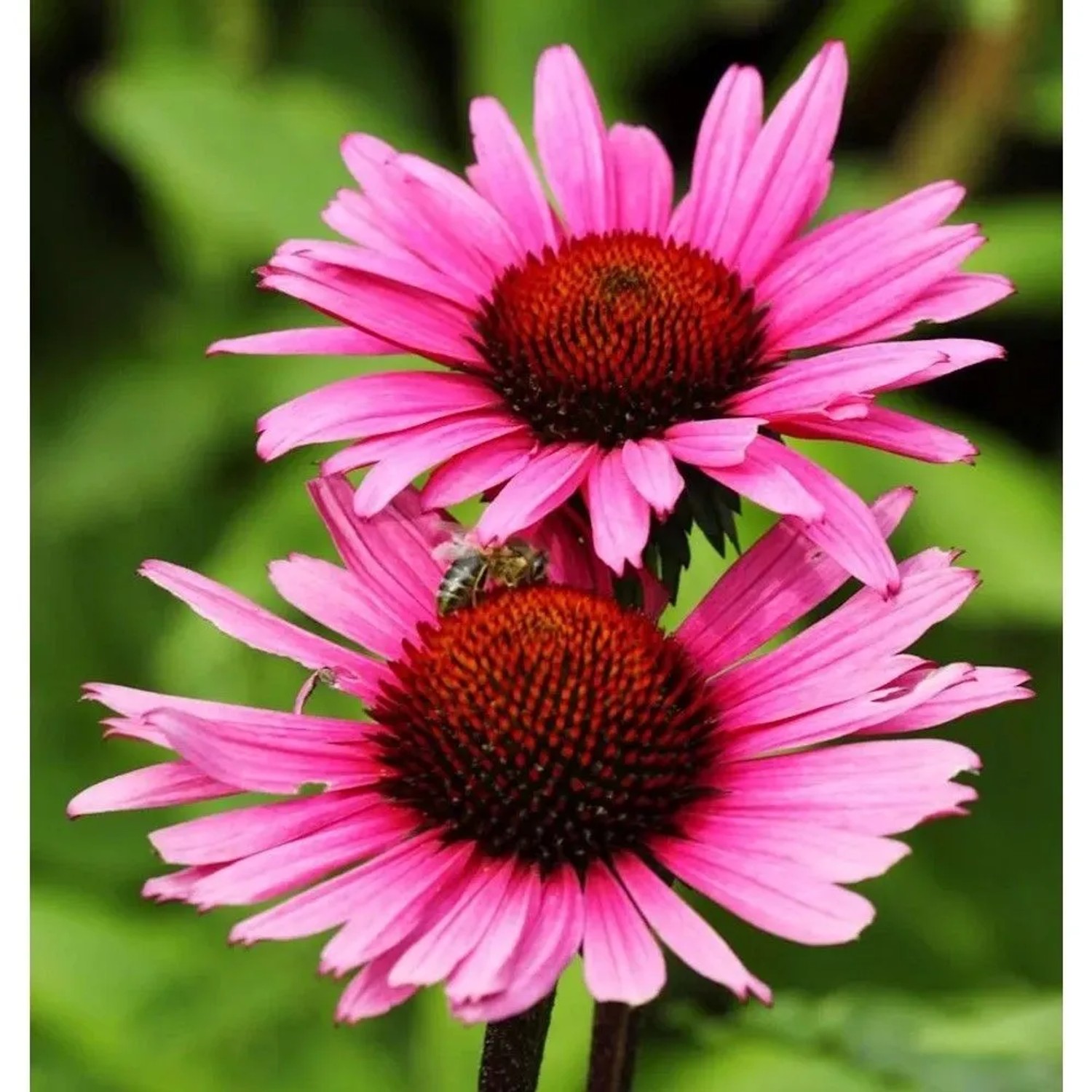 Sonnenhut Vintage Wine - Echinacea purpurea