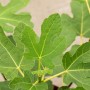 Nahaufnahme: Ficus Carica Firoma Feigenbaum mit grünen Blättern.