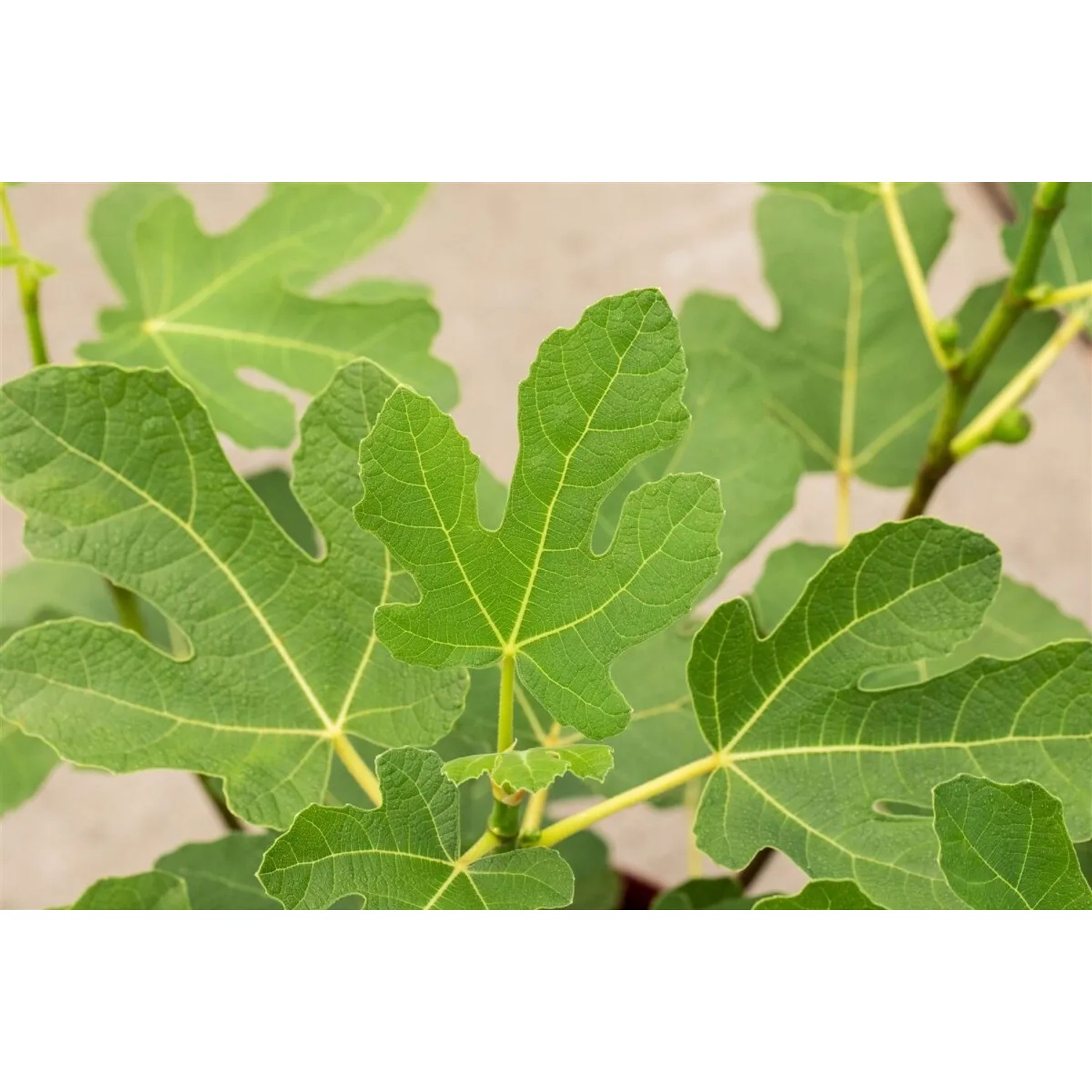 Nahaufnahme: Ficus Carica Firoma Feigenbaum mit grünen Blättern.