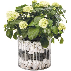 Wilk Gabionen-Pflanzgefäß Amber L, Ø 49 cm, feuerverzinkt, mit weißer Hortensie bepflanzt.