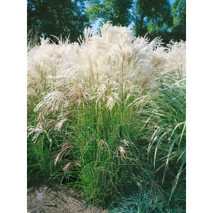 Chinaschilf 'Yaka Dance' mit silbernen Blütenrispen im Garten, Ziergras im Container.