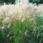 Chinaschilf 'Yaka Dance' mit silbernen Blütenrispen im Garten, Ziergras im Container.