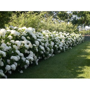 Reihe blühender Ballhortensien Strong Annabelle Weiß im Garten, Höhe ca. 30-40 cm.