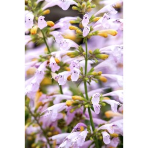Nahaufnahme der Agastache Aurantiaca Duftnessel mit zarten, hellvioletten Blüten.