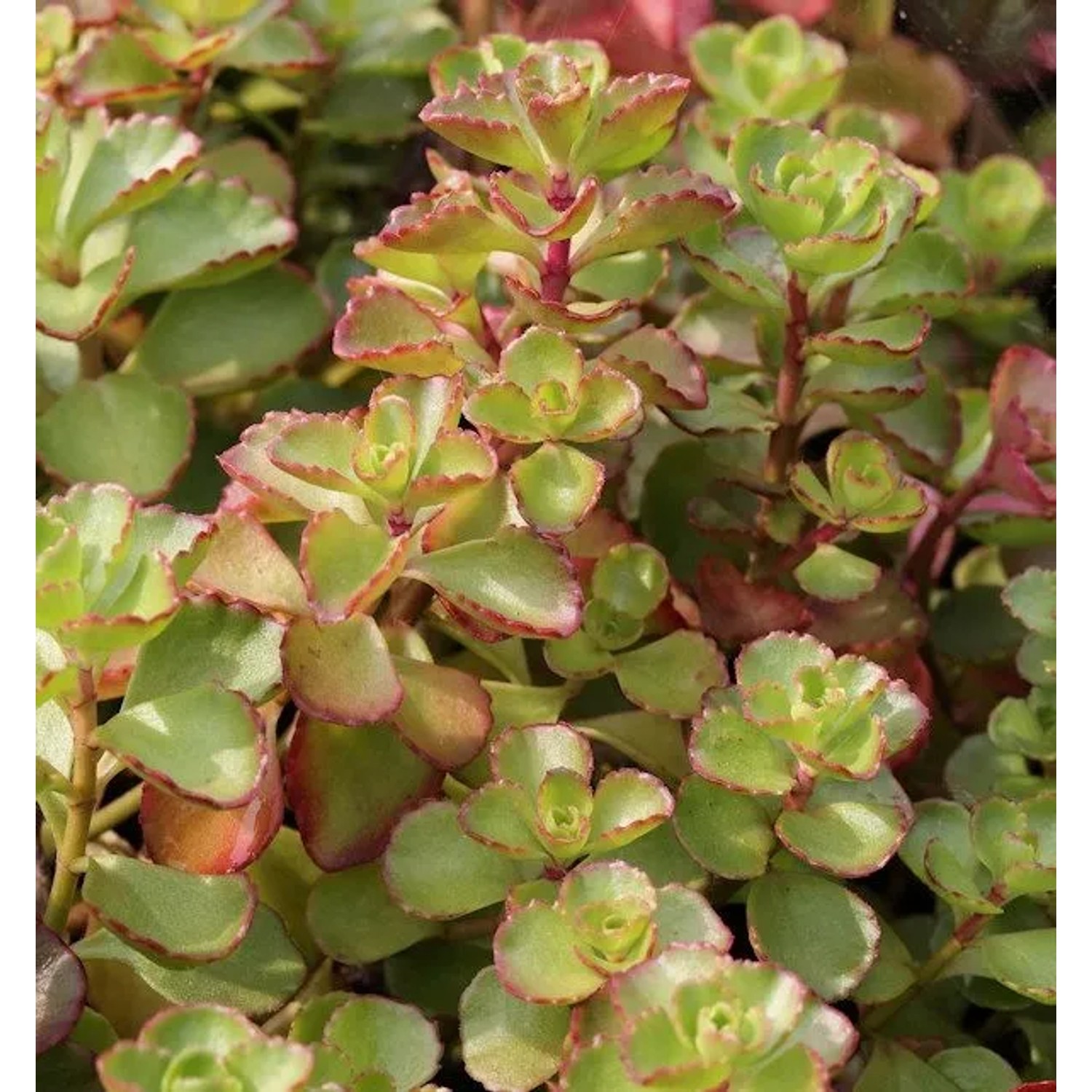 Kaukasus Asienfetthenne Voodoo - Sedum spurium