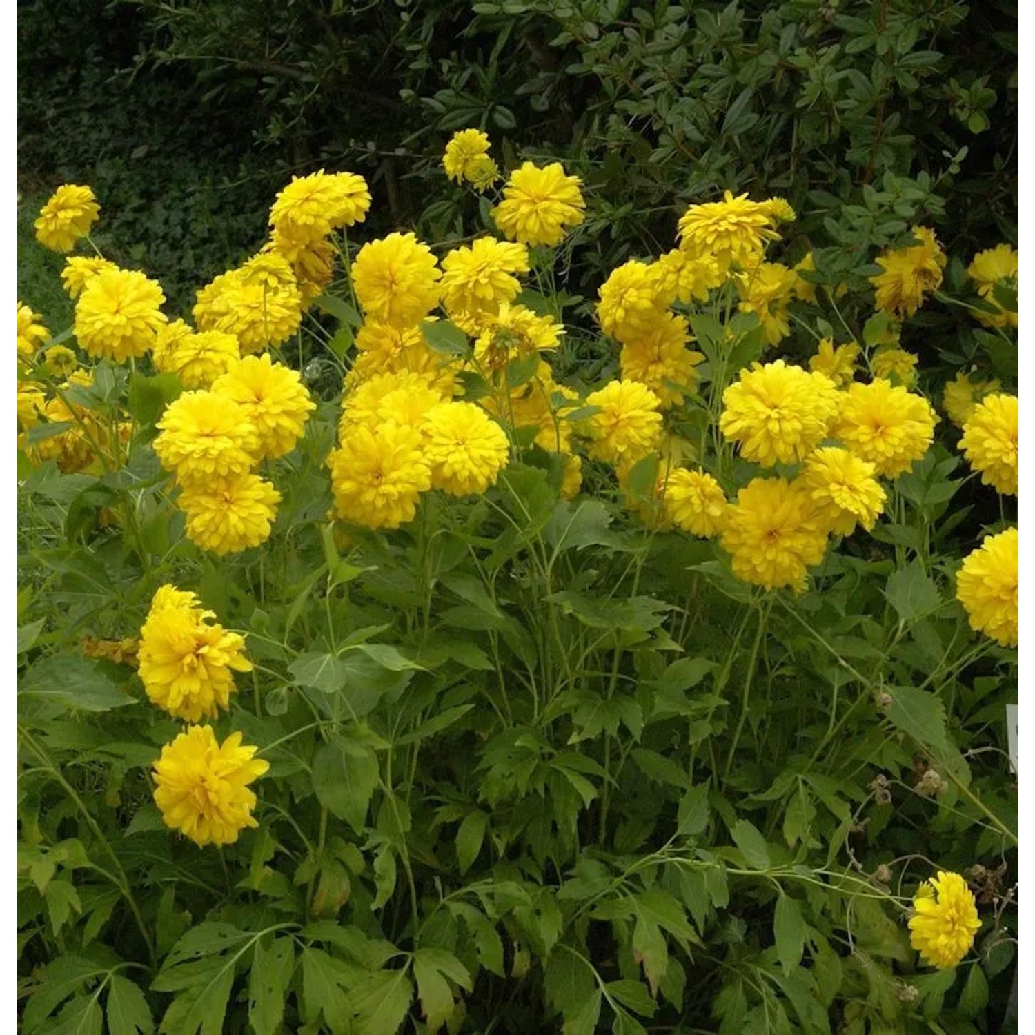Schlitzblättriger Sonnenhut Goldquelle - Rudbeckia,aciniata