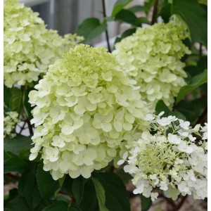 Rispenhortensie Little Spooky mit cremeweißen Blütenständen im Garten.
