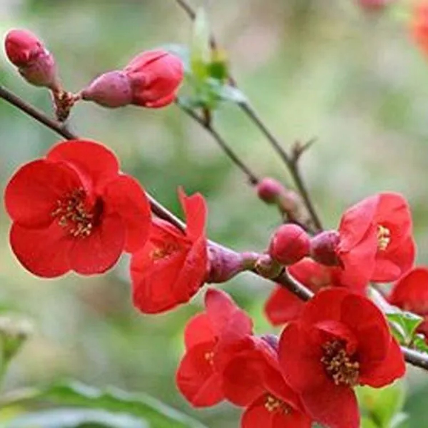 Zierquitte 'Fire Dance' Chaenomeles superba 30 bis 40 cm im Container Fruchttragend