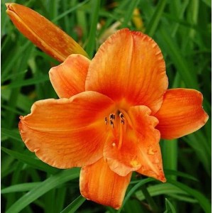 Orange Taglilie 'Mauna Loa' (Hemerocallis), Nahaufnahme der Blüte. Eine winterharte Staude für sonnige Standorte.