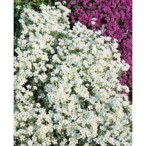 Blühender Silberteppich (Cerastium tomentosum) mit weißen Blüten, Bodendecker für den Garten.