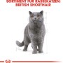 Britisch Kurzhaar Katze für Royal Canin Katzenfutter Trocken, Kategorie Katzen-Trockenfutter.
