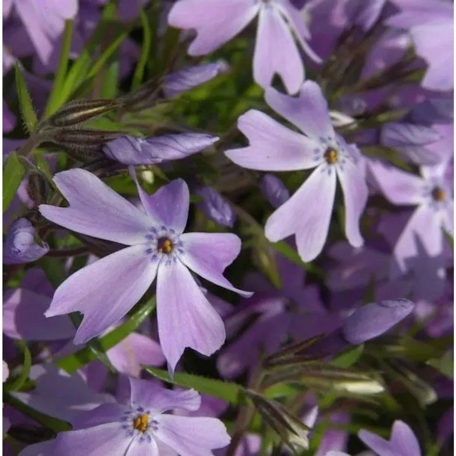 Teppich Phlox G. F. Wilson - Phlox subulata