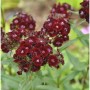 Dunkelrote Bartnelke Nigrescens (Dianthus barbatus) mit kleinen, weißen Akzenten in Nahaufnahme.