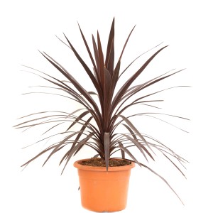 Keulenlilie 'atropurpurea' im Topf, ca. 40-50 cm hoch. Immergrüne Kübelpflanze mit braun-roten Blättern.
