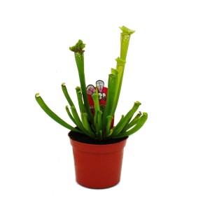 Exotenherz Schlauchpflanze Sarracenia leucophylla im 9cm Topf, eine fleischfressende Pflanze.
