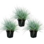 Set aus 3 Blauschwingel-Gras Pflanzen im 9cm Topf. Ziergras mit bläulichen Blättern.
