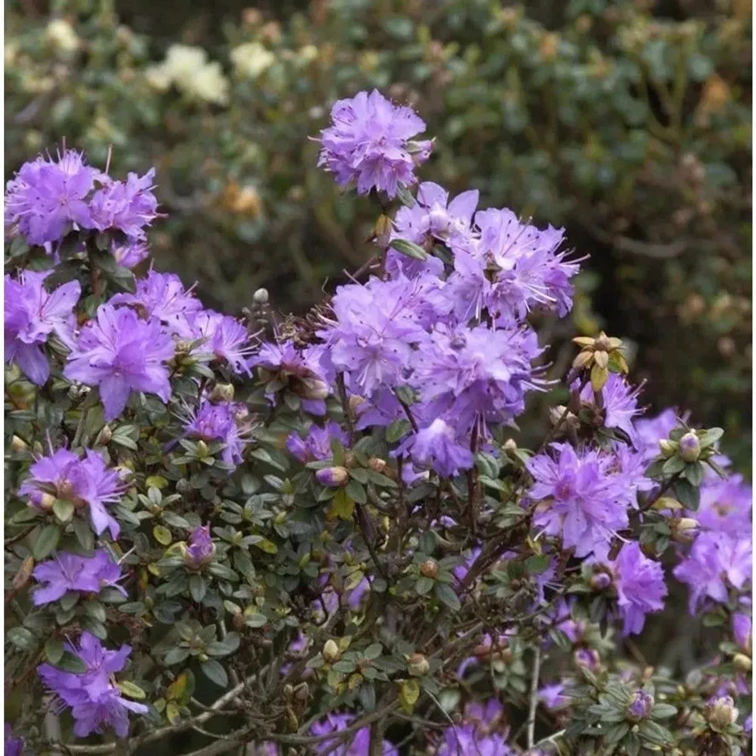 Kleinblättriger Rhododendron 40-50cm - Rhododendron impeditum - Zwerg Alpenrose