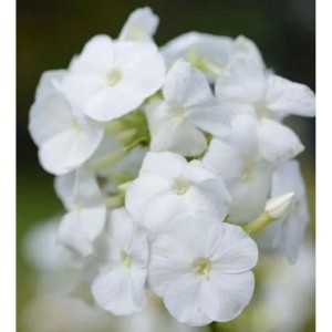 Nahaufnahme der weißen Blüten der Hohen Flammenblume Rembrandt (Phlox paniculata).