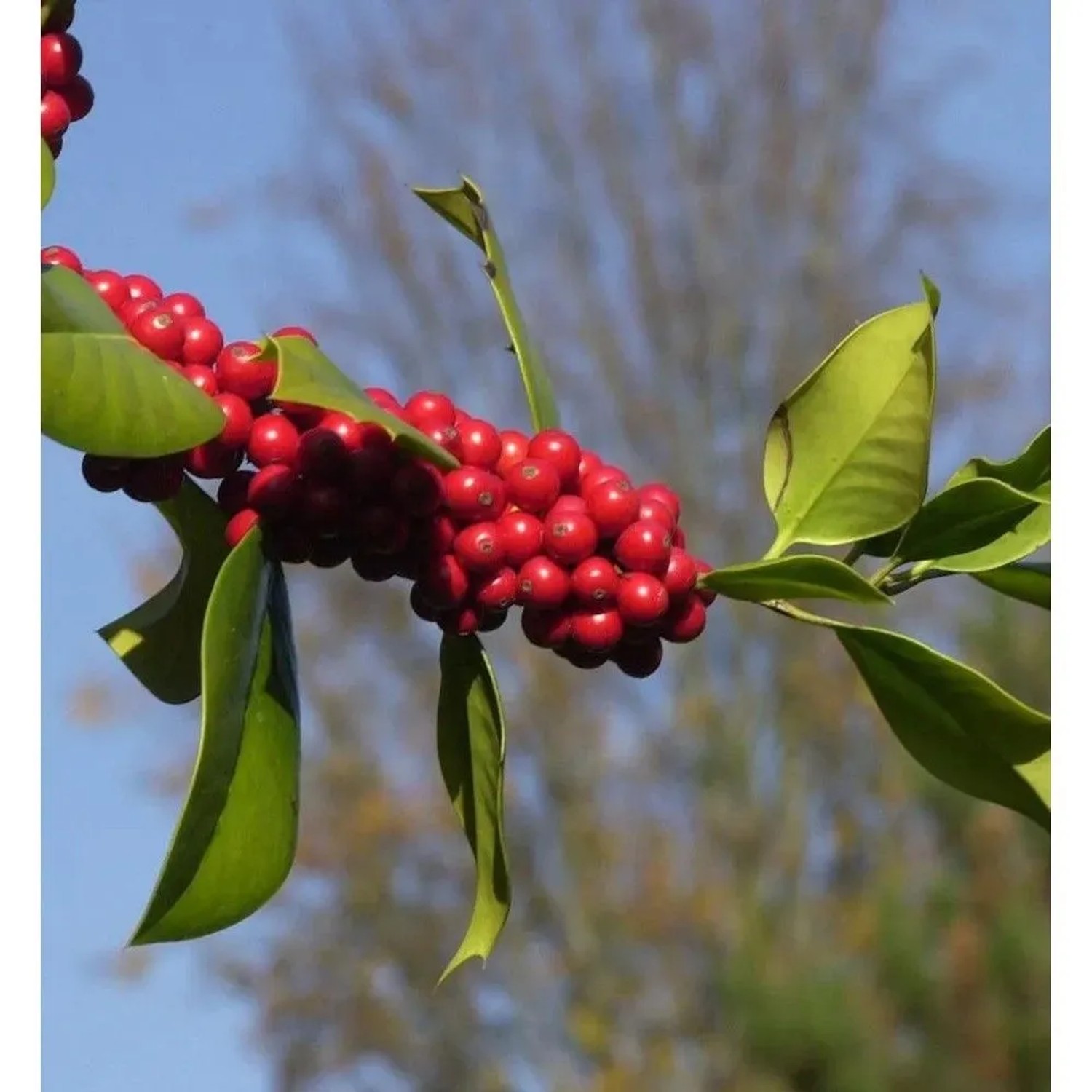 Fruchtende Stechpalme Ilex 125-150cm - ilex aquifolium