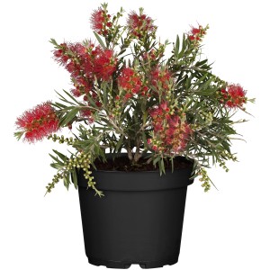 Zylinderputzer Splendens im Topf, rote Blüten, grüne Blätter. Kübelpflanze für sonnige Standorte.