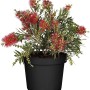 Zylinderputzer Splendens im Topf, rote Blüten, grüne Blätter. Kübelpflanze für sonnige Standorte.