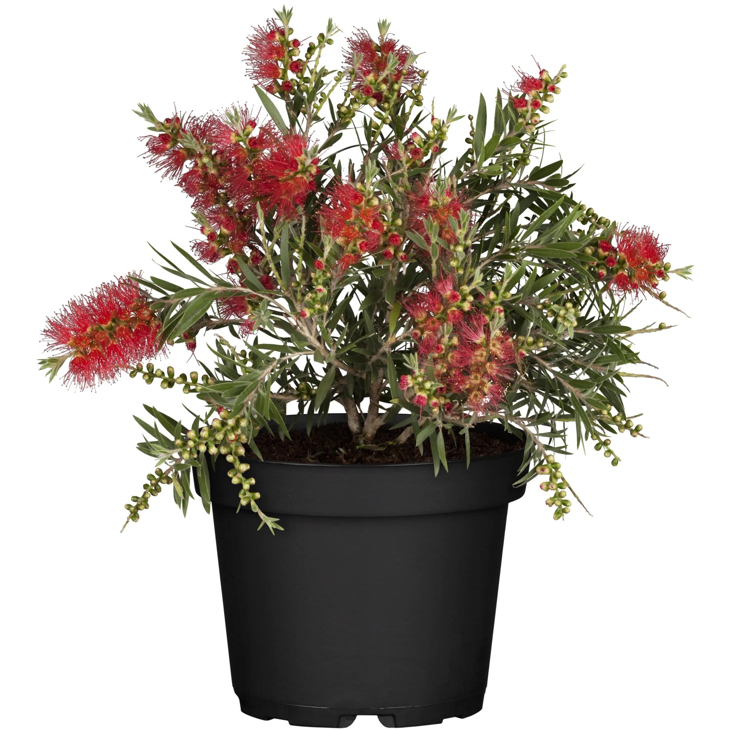 Zylinderputzer Splendens im Topf, rote Blüten, grüne Blätter. Kübelpflanze für sonnige Standorte.