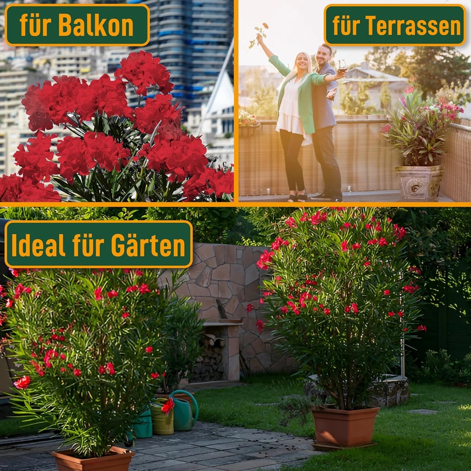 Collage: Roter Oleander 'Sunny Tree' auf Balkon, Terrasse und im Garten. Blühende Kübelpflanze.