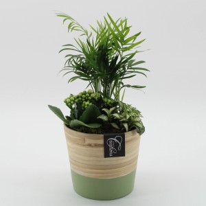 Zimmerpflanzen-Arrangement mit Bergpalme, Flammendem Käthchen und Fittonie im zweifarbigen Topf.