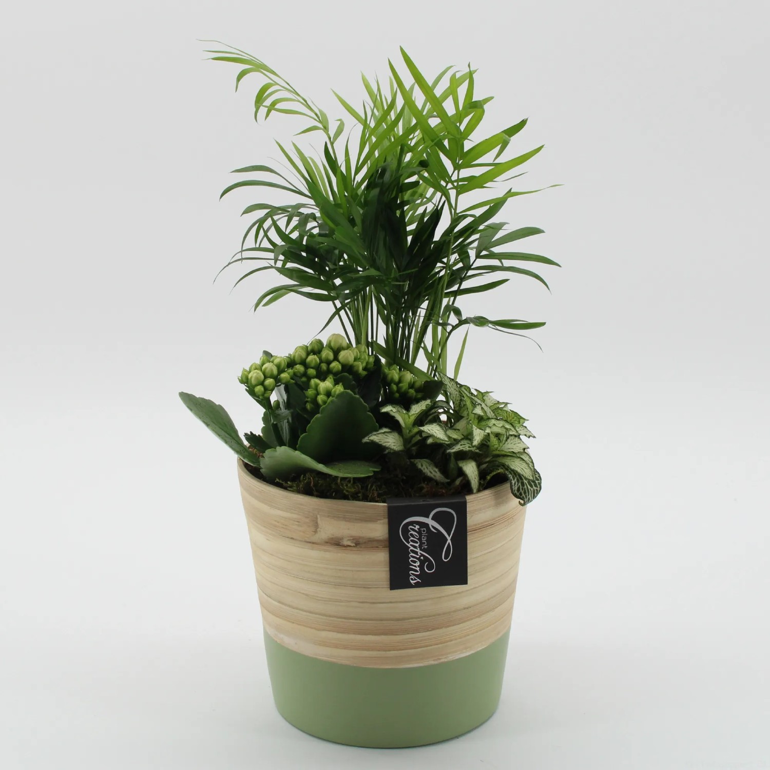 aeonium tabuliforme variegata Aeonium tabuliforme f. variegata (variegated plant) – LET LOVE GROW  (Succulent & Cactus)