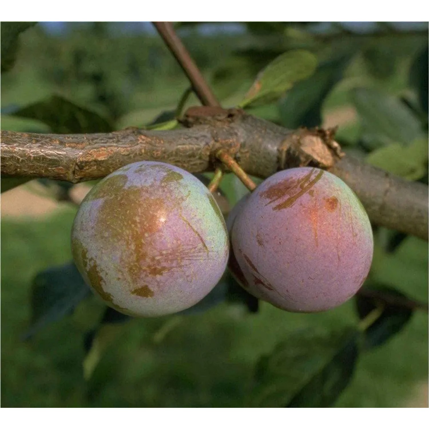 Reneclode Graf Althans 100 - 120 cm Prunus domestica