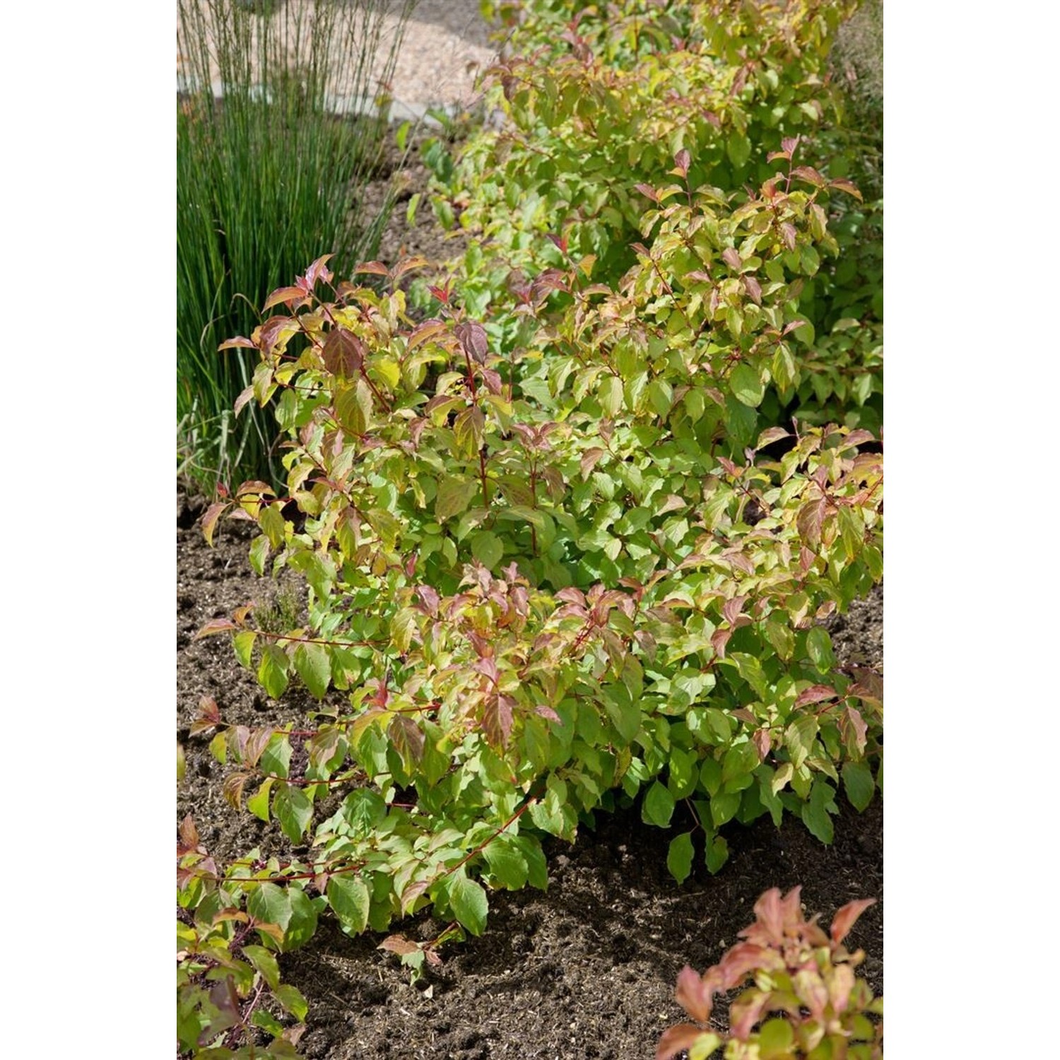 Cornus Sanguinea Midwinter Fire Hartriegel Leuchtend Orange 80–100 cm günstig online kaufen