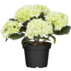Weiße Bauernhortensie (Hydrangea) im Topf, ca. 40-50 cm hoch.
