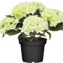 Weiße Bauernhortensie (Hydrangea) im Topf, ca. 40-50 cm hoch.