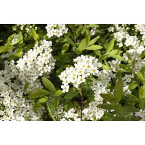 Nahaufnahme der weißen Blüten der Asch-Spiere (Spiraea Cinerea Grefsheim).