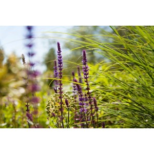 Blühender Steppen-Salbei 'Caradonna' mit violetten Blüten im Beet, sonniger Standort.