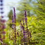 Blühender Steppen-Salbei 'Caradonna' mit violetten Blüten im Beet, sonniger Standort.
