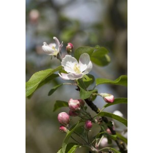 Nahaufnahme von Blüten und Knospen des Malus Gloster Apfelbaums.