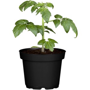 Junge, grüne Tomatenpflanze 'Delizia' im schwarzen Topf. Ideal für Balkon und Garten.