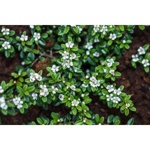 Zwergmispel 'Blackburn' mit weißen Blüten und grünen Blättern als Bodendecker.