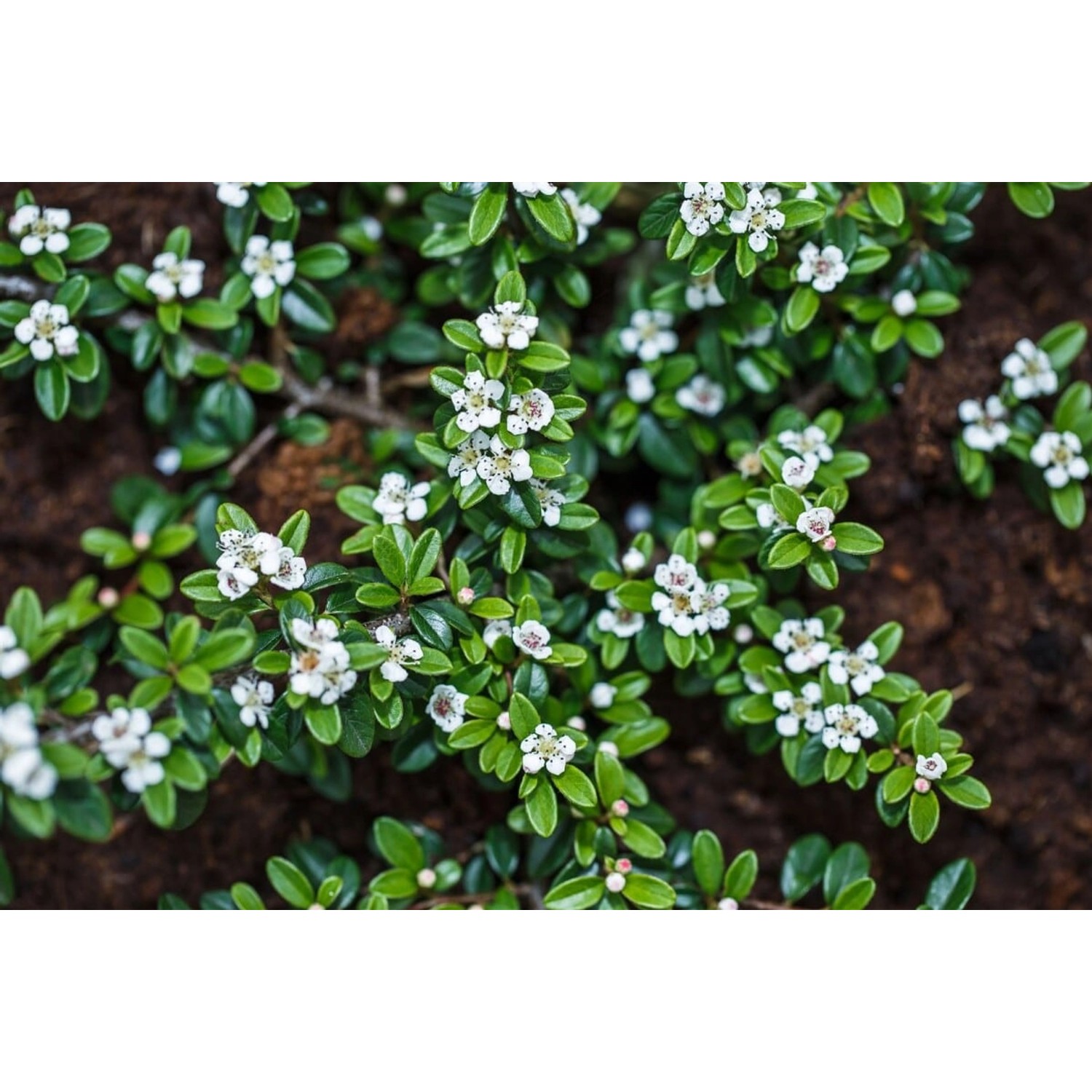 Cotoneaster Apiculatus Blackburn Zwergmispel 80 cm Stammhöhe günstig online kaufen