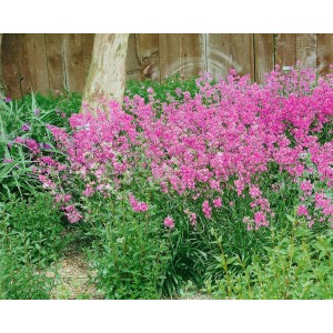 Kissen-Nelke Silene Schafta Splendens mit pinken Blüten im 9x9 cm Topf.